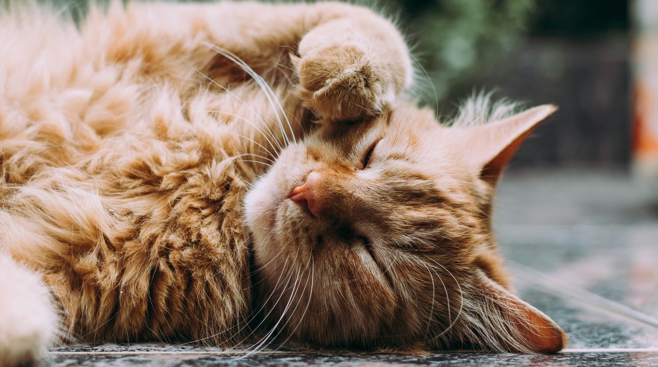 Relaxed cat resting comfortably as part of feline mobility and recovery support