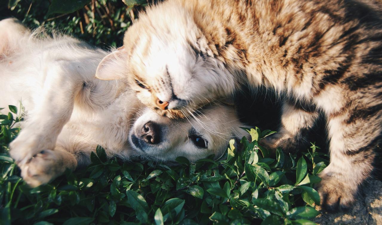 Dog and cat resting together on grass